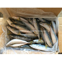 Bqf Frozen Seafood Mackerel Fish